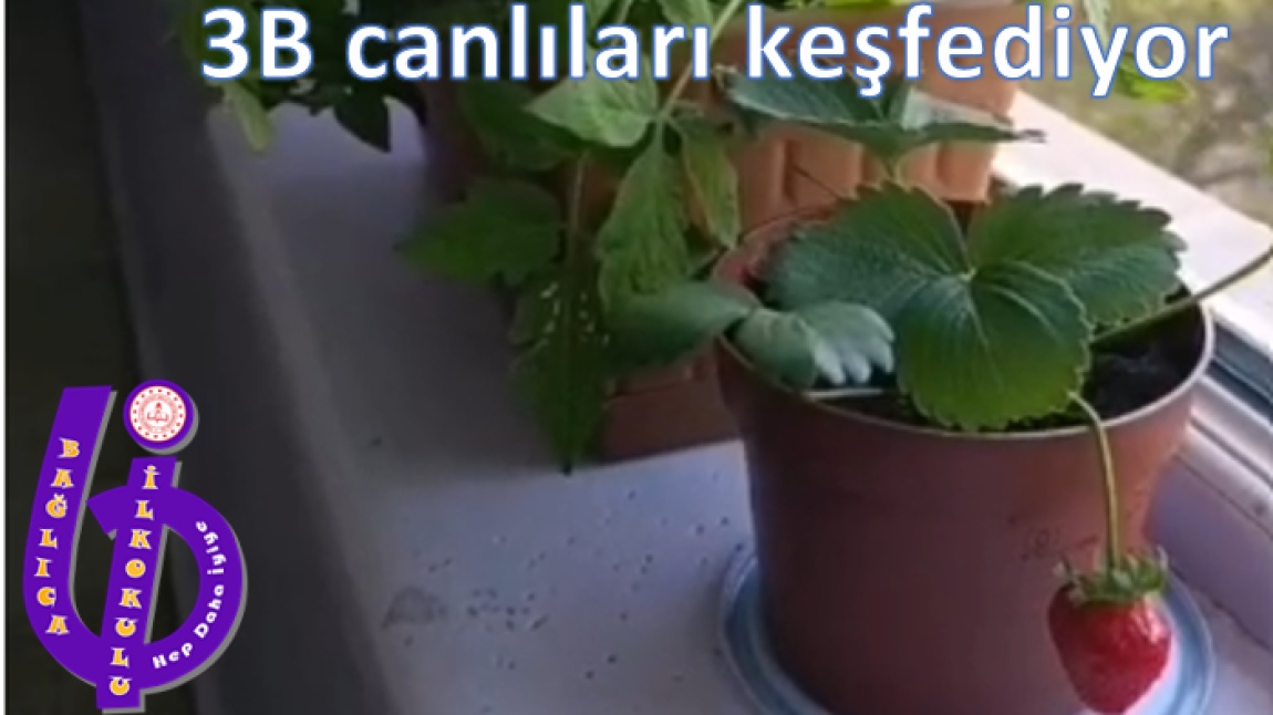 3/B Sınıfı Bitkilerin Büyüleyici Dünyasını Keşfetti